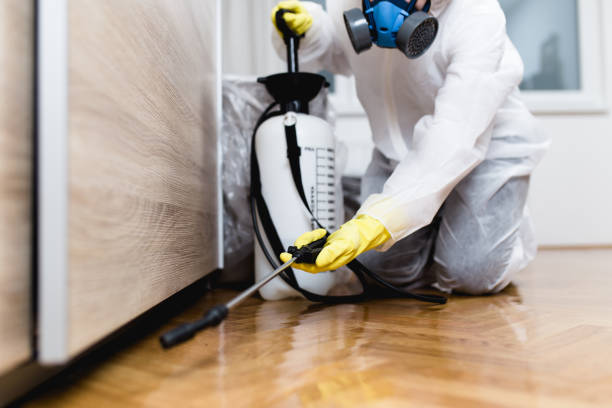 Best Termite Control Services  in Durango, CO